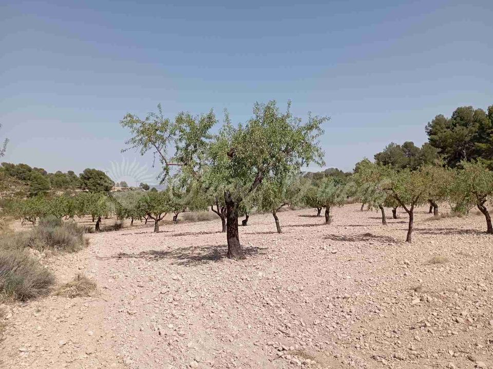 Helårsgrund i Jumilla, Murcia - foto 4
